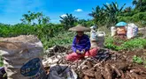 Petani saat melakukan panen singkong yang akan dikirim untuk dijadikan tepung tapioka di kawasan Rancabungur, Bogor, Selasa (27/5/2025). (merdeka.com/Arie Basuki)