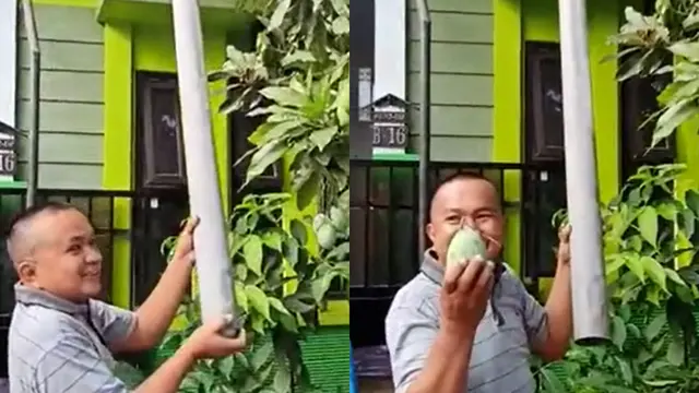 Cara unik seorang bapak memetik buah mangga