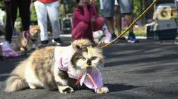 Warga membawa kucing peliharaannya pada acara fashion  show kucing rumahan di Lapangan Kolaborasi Komplek Ikip, Duren Sawit, Jakarta, Minggu (14/8/2022). Acara fashion show yang merupakan rangkaian dari kegiatan HUT Kemerdekaan Republik Indonesia ke 77 dan sebagai wadah berkumpulnya komunitas pecinta kucing di Jakarta Timur. (Liputan6.com/Herman Zakharia)