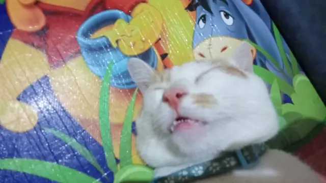 6 Potret Lucu Kucing Tidur Pulas Sampai Menganga Ini Bikin Gemas