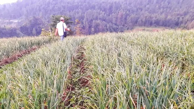 Varietas Tawangmangu Baru Didorong Untuk Swasembada Bawang Putih