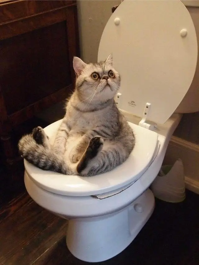 6 Potret Lucu Kucing saat Mandi Ini Curi Perhatian, Bikin Gemas