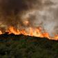 Ilustrasi Kebakaran Hutan (iStockphoto)