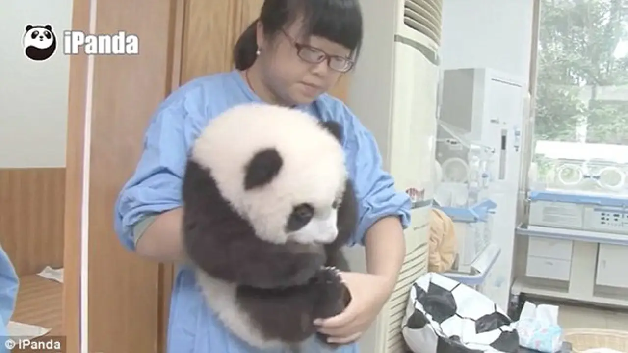 Potret Menghangatkan Hati Para Perawat Panda Saat Bekerja