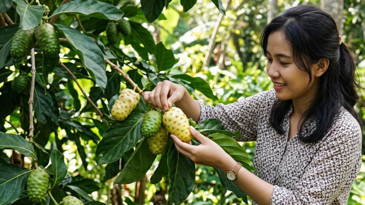 7 Cara Mengolah Buah Mengkudu supaya Tidak Pahit, Praktis dan Tetap Bermanfaat