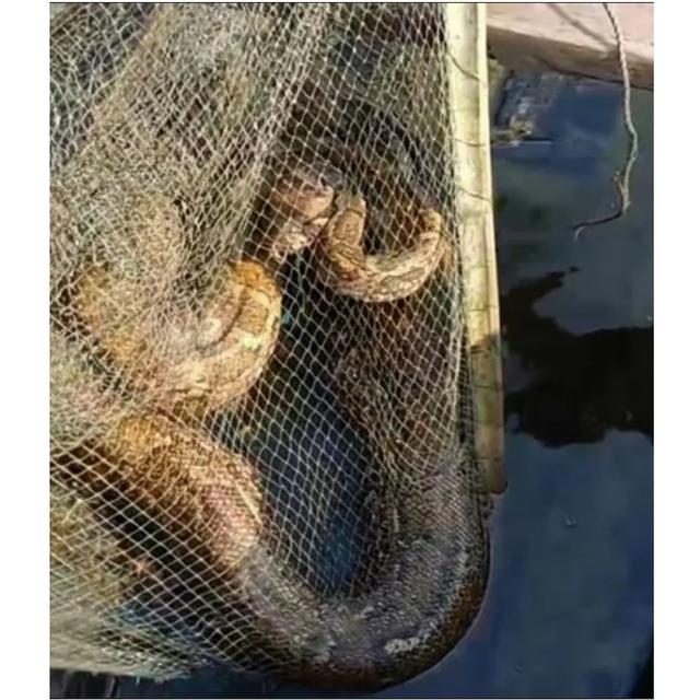 Dilepasliarkan di Perbukitan Kali Jugeswar