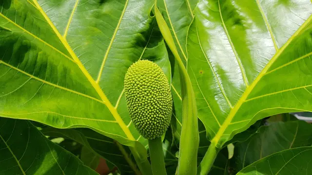 daun sukun