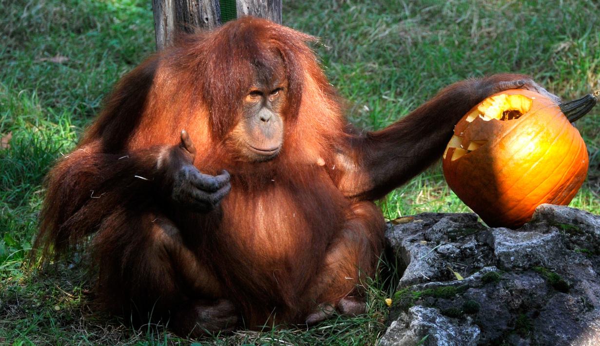 Orangutan mengamati buah labu yang diukir, beberapa hari sebelum perayaan Halloween, di kebun binatang Budapest, Hungaria, 28 Oktober 2017. (Attila Kovacs / MTI via AP)