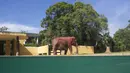 Seekor gajah bernama Koala makan di Biopark of Rio selama tur media di Rio de Janeiro, Brasil, Kamis (18/3/2021). Biopark of Rio akan kembali dibuka untuk masyarakat umum pada akhir Maret. (AP Photo/Bruna Prado)