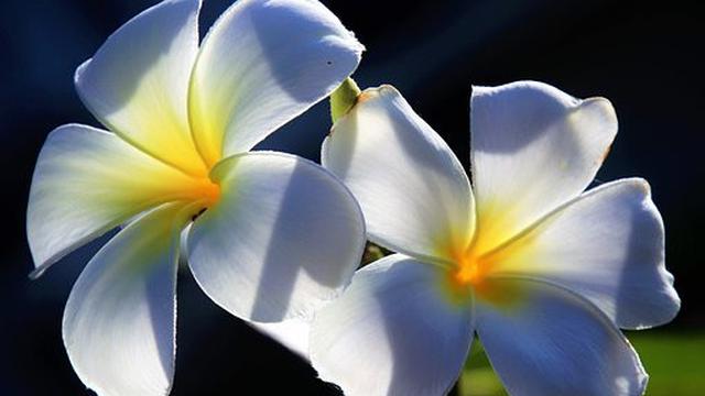 Ilustrasi bunga Kamboja