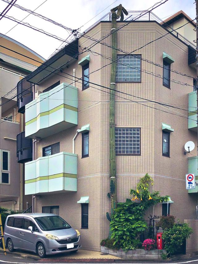 Tumbuh Setinggi Gedung 3 Lantai, Kaktus Ini Mendadak Viral di Media Sosial
