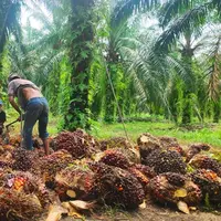 Biometana dari Limbah Sawit, Solusi Energi Rendah Karbon untuk Industri