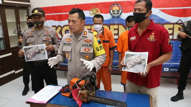 Polisi menangkap tiga terduga pelaku pembalakan liar yang tengah menebang pohon sanakeling di lahan Perhutani, Kebumen. (Foto: Liputan6.com/Polres Kebumen)