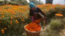Seorang wanita Nepal mengumpulkan bunga marigold di Kathmandu, Nepal, (17/10). Bunga berwarna orange ini akan digunakan untuk perayaan diwali atau festival cahaya. (AP Photo/Niranjan Shrestha)