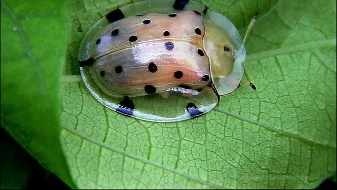 [Bintang] Bintang 5 - Hewan Transparan