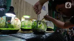 Perajin, Argi Gumilar (27) menyelesaikan pesanan aquascape mini air tawar di Cipayung, Ciputat, Tangerang Selatan, Kamis (5/11/2020). Di masa pandemi, Argi Gumilar menggeluti pembuatan aquarium mini sudah empat bulan ini yang dijual dengan harga Rp 250 hingga Rp 600 ribu. (merdeka.com/Dwi Narwoko)