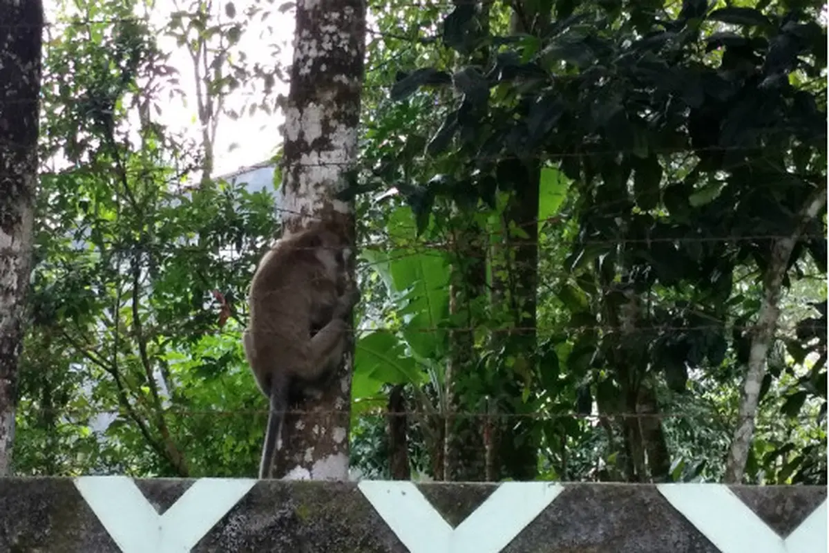 Kera Ekor Panjang di Merapi Turun Gunung