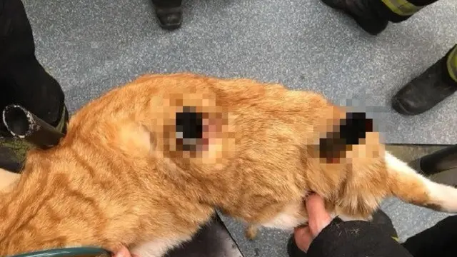 Ajaib, Kucing Ini Selamat Setelah Tertusuk 3 Tiang Pagar Besi