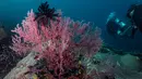 Penyelam rekreasi melewati terumbu karang di perairan Kabupaten Raja Ampat, Papua Barat, Indonesia bagian Timur, 3 November 2023. (Lillian SUWANRUMPHA/AFP)