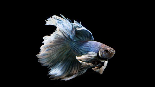 Jenis Ikan Cupang yang Mahal