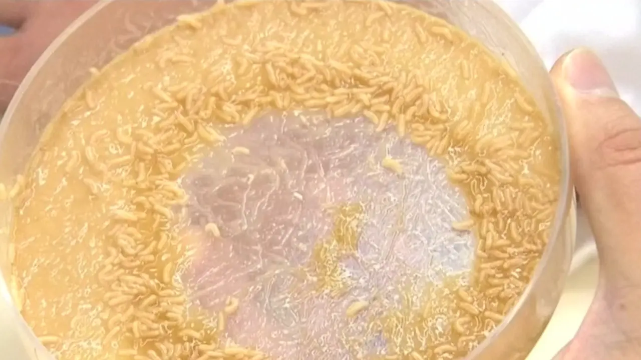 Larva Ternyata Bisa Jadi Sumber Protein Untuk Ganti Daging