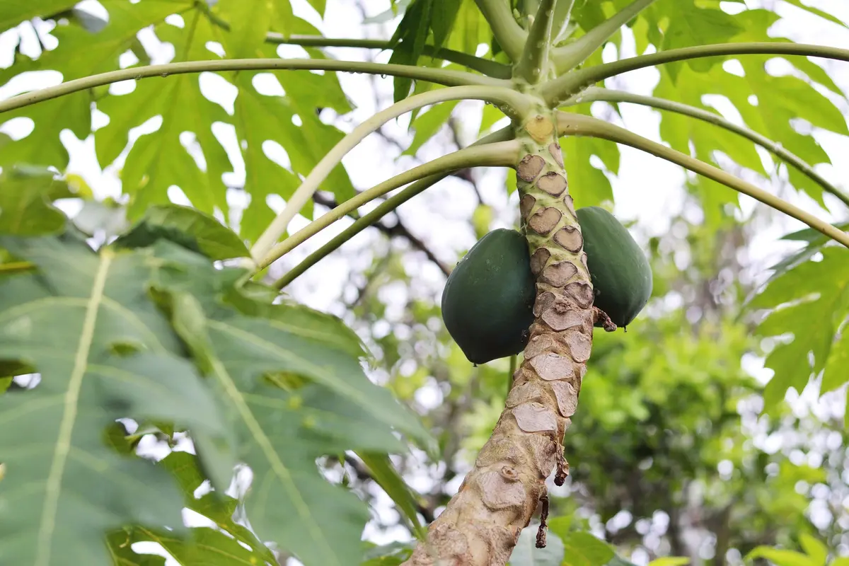 Daun pepaya