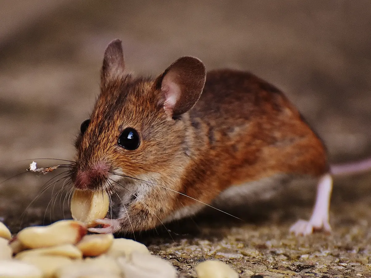 Arti Mimpi Bermain dengan Jangkrik dan Tikus - Lifestyle Fimela.com
