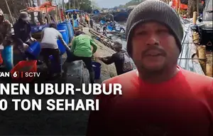 Panen Ubur-Ubur 500 Ton Sehari
