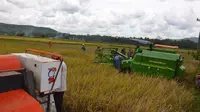 Panen raya petani padi di Purworejo, Jawa Tengah.