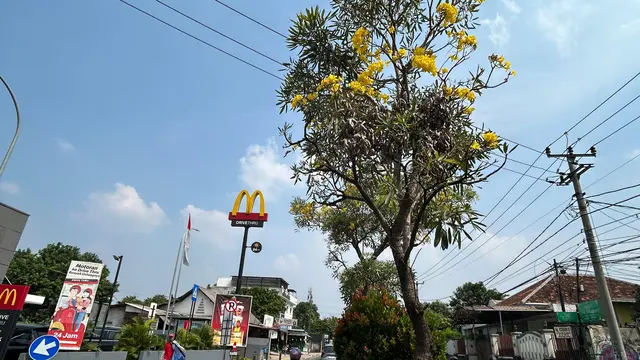 Bunga Tabebuya Mulai Bermunculan Bukti Nyata Blueprint Keindahan Kota Depok Oleh DLHK