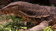 liputan6