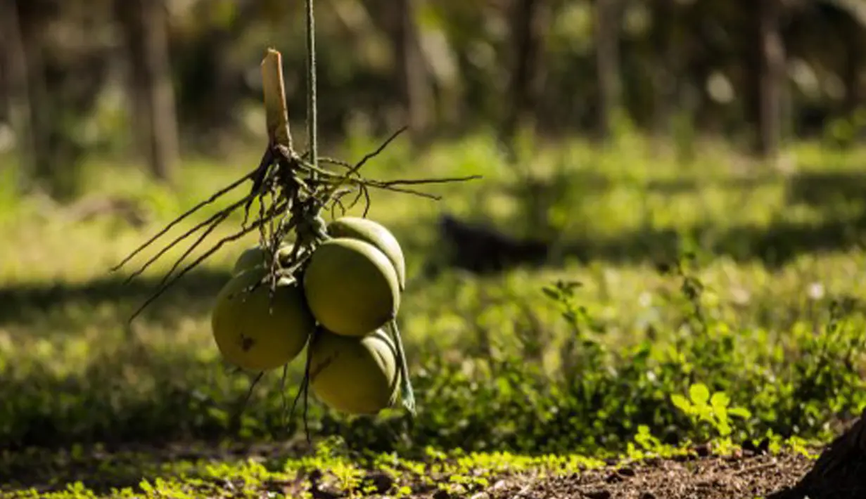 Buah kelapa mengandung lemak nabati dan kalori yang cukup tinggi. Buah kelapa sangat perlu dikonsumsi oleh Anda yang ingin menambah berat badan karena buah ini memberikan asupan kalori yang tinggi dan baik untuk tubuh Anda. (AFP PHOTO/Yasuyoshi Chiba)