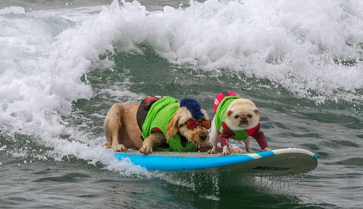 Derby dan Gidget Gallahue bersaing dalam kompetisi Surf City Surf Dog di Huntington Beach, California pada 28 September 2019. Para anjing menunjukkan keahlian mereka dengan menaklukkan ombak setinggi satu sampai tiga kaki. (Kyle Grillot / AFP)