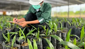 AALI Tebar Dividen Interim Rp 233 per Saham, Simak Jadwal Pembagiannya
