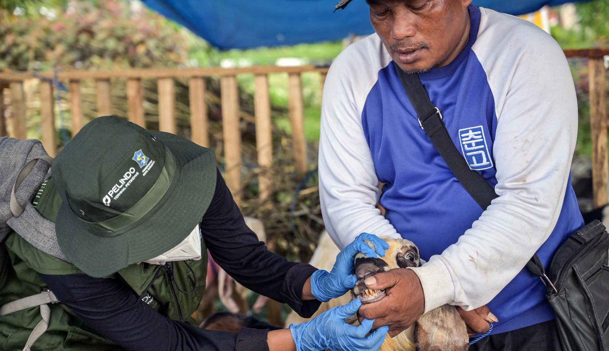 Petugas kesehatan dari Dinas Ketahanan Pangan dan Pertanian memeriksa mulut seekor kambing di pasar ternak menjelang Idul Adha atau hari raya kurban bagi umat Muslim, di Surabaya, Jawa Timur, pada Rabu 20 Mei 2026. (JUNI KRISWANTO/AFP)