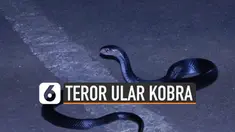 Kemunculan ular kobra membuat geger di beberapa daerah. Munculnya anak kobra di akhir tahun ternyata satu hal yang lumrah.