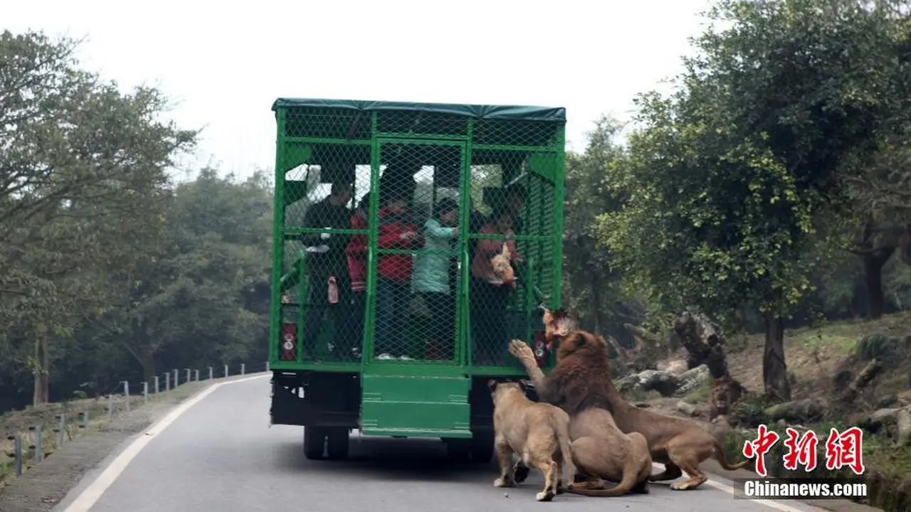 Sensasi Diserang Harimau di Kebun Binatang Tiongkok