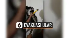TV Ular