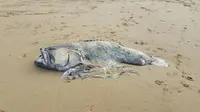 Seekor ikan raksasa ditemukan terdampar di Moore Park Beach, Australia pada Selasa, 6 Maret 2018. (Facebook/Riley Lindhom)
