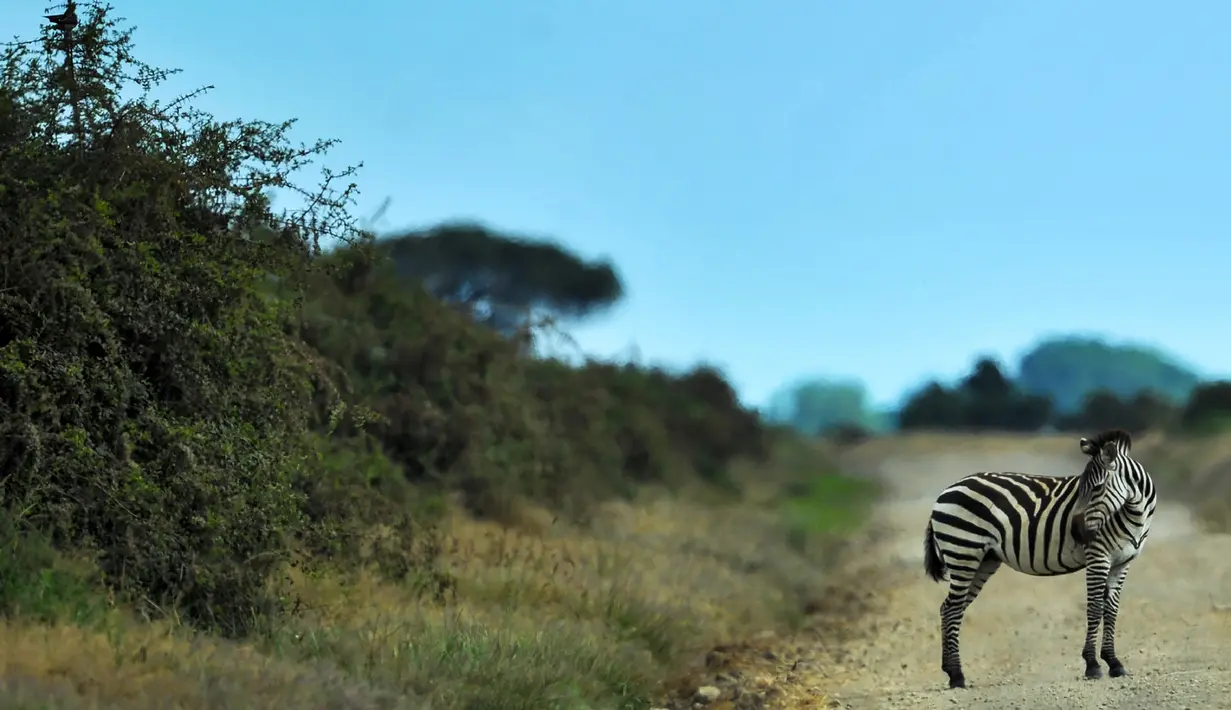 Seekor anak zebra berhenti di tengah jalan di Taman Nasional Amboseli, Kenya, 21 Juni 2018. Diperkirakan terdapat sekitar 400 spesies burung dan 47 jenis hewan liar di taman nasional ini. (AFP/TONY KARUMBA)