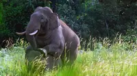 Sepasang gajah Sumatera melakukan proses regenerasi atau perkawinan di Kawasan Suaka Margasatwa Balai Raja, Kabupaten Bengkalis, Riau, Senin (30/5). (Antara)