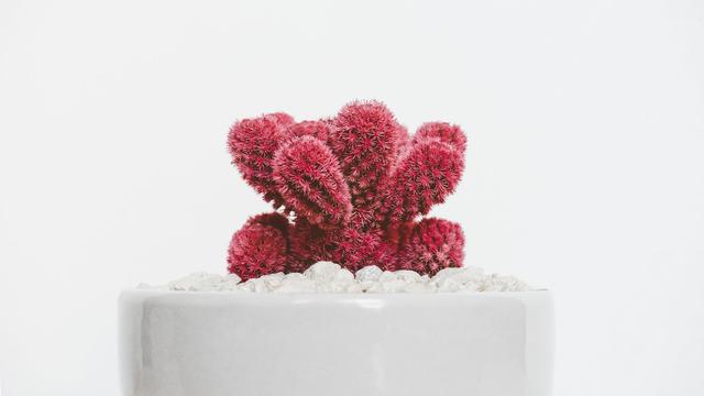 Ilustrasi tanaman kaktus