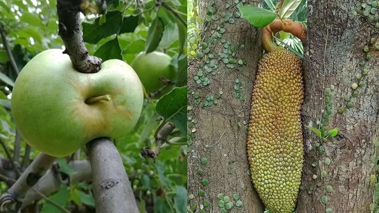 6 Potret Buah Terhimpit Secara Alami di Pohon Ini Curi Perhatian