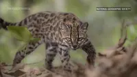 Pertama dalam 100 Tahun, Spesies Kucing Baru Akhirnya Ditemukan