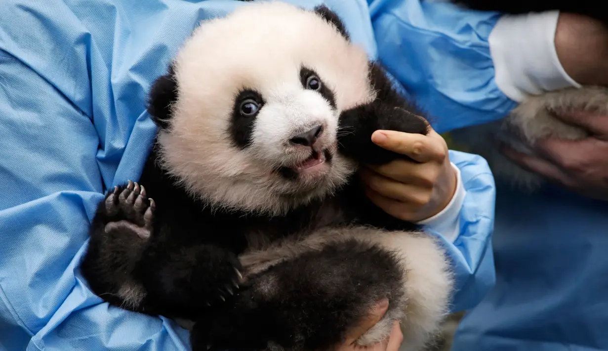 Anak panda raksasa yang baru lahir "Bao Mei" diperkenalkan kepada publik  di taman margasatwa Pairi Daiza, Brugelette, Belgia, Kamis (14/11/2019). Panda kembar "Bao Mei" dan saudara jantanya "Bao Di" lahir pada Agustus 2019. (AP/Olivier Matthys)