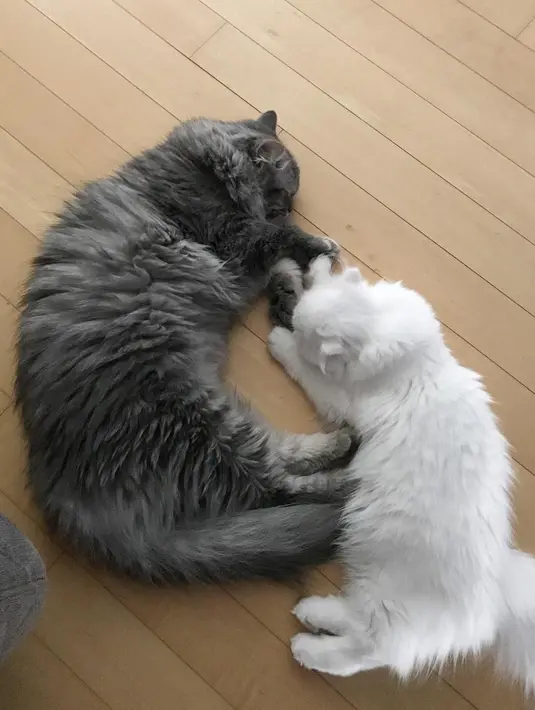 Wanita cantik ini ternyata gemar dengan kucing. Ia punya dua ekor kucing yang bernama Bongji dan Nori. (Foto: instagram.com/ssinz7)