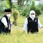 Gubernur Jatim Khofifah Indar Parawansa lakukan panen padi varetas unggul (Istimewa)