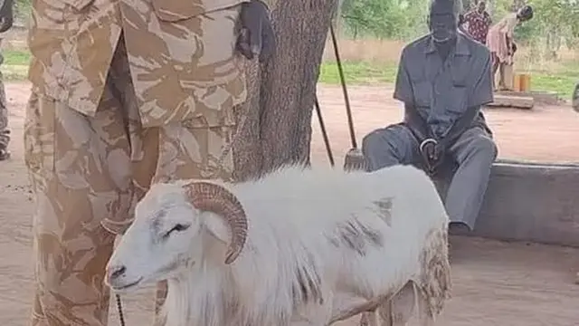 Kambing Dipenjara