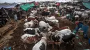 Pedagang memberi makan sapi di pasar ternak yang disiapkan untuk hewan kurban pada Hari Raya Idul Adha di Karachi, Pakistan pada Jumat (10/7/2020). Idul Adha merupakan salah satu hari raya umat Islam di dunia yang identik dengan penyembelihan hewan kurban bagi yang mampu. (Asif HASSAN/AFP)