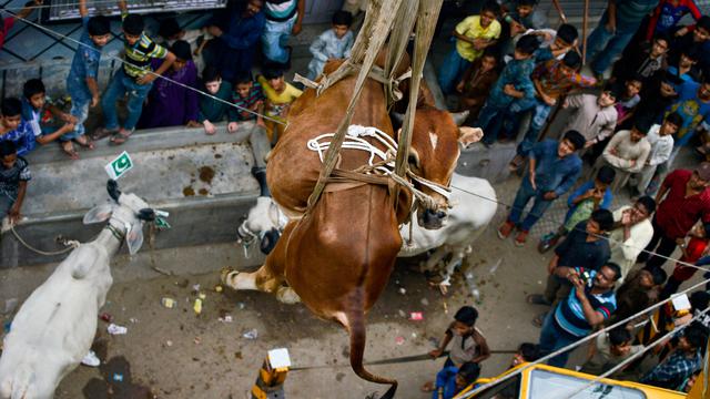 Pasar Hewan Qurban Di Pakistan
